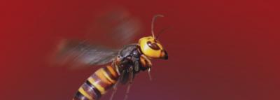 LA ESPECIE DOMINANTE